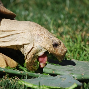 MONSTRO!  eating cactus 2015 Feb 09