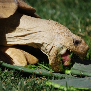 MONSTRO!  eating cactus 2015 Feb 09