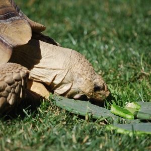 MONSTRO!  eating cactus 2015 Feb 09