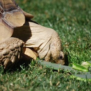 MONSTRO!  eating cactus 2015 Feb 09