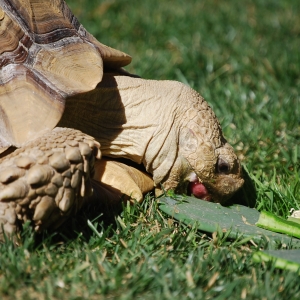 MONSTRO!  eating cactus 2015 Feb 09