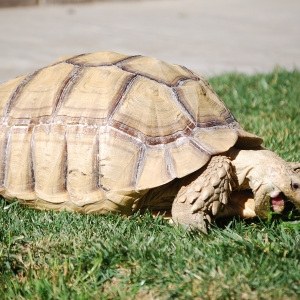 MONSTRO!  eating cactus 2015 Feb 09