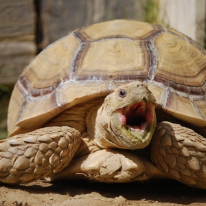 MONSTRO! Pi day yawn...31415