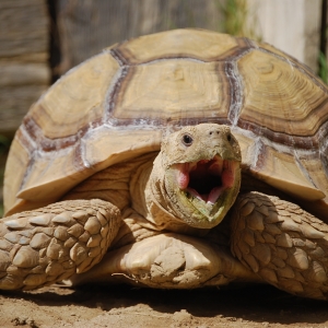 MONSTRO! Pi day yawn...31415