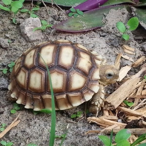 Turbo Outside Time