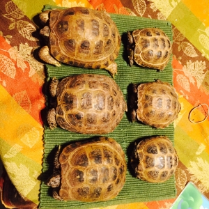 Russian tortoises