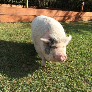 Our potbellied pig