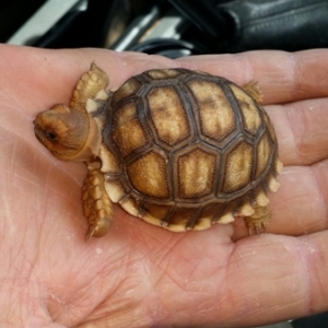 Sulcata Tortoise hatchling