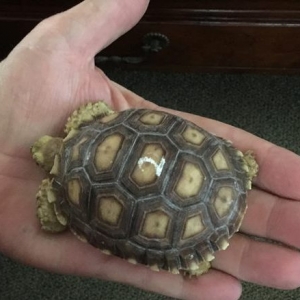 Sulcata Tortoise 1 year old