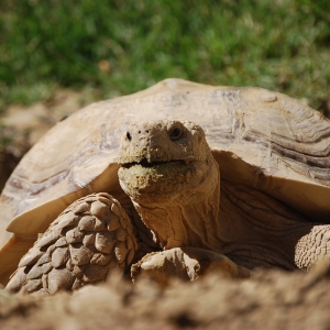 MONSTRO! Yawning and Excavating! April 8, 2015