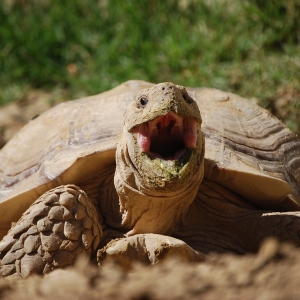 MONSTRO! Yawning and Excavating! April 8, 2015