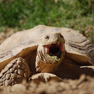 MONSTRO! Yawning and Excavating! April 8, 2015