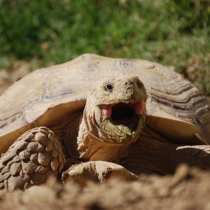 MONSTRO! Yawning and Excavating! April 8, 2015