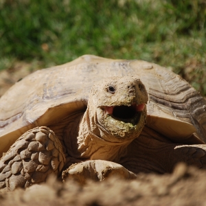 MONSTRO! Yawning and Excavating! April 8, 2015