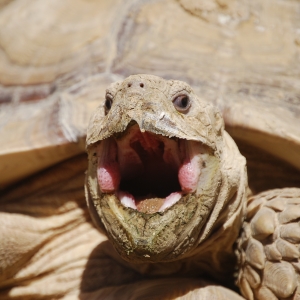 MONSTRO! Emerges from burrow and yawns!  April 14, 2015