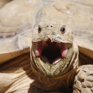 MONSTRO! Emerges from burrow and yawns!  April 14, 2015