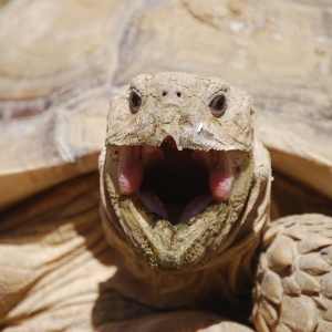 MONSTRO! Emerges from burrow and yawns!  April 14, 2015