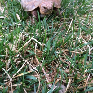 Speedy's First Day of Spring!