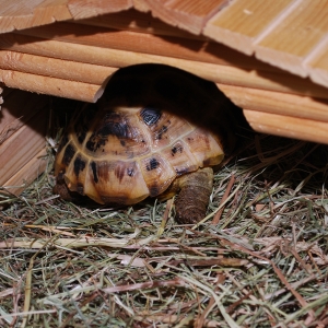 Russian tortoise