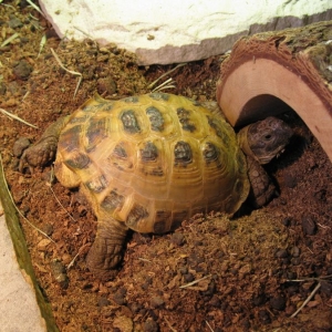 Trying to Burrow under His Tunnel