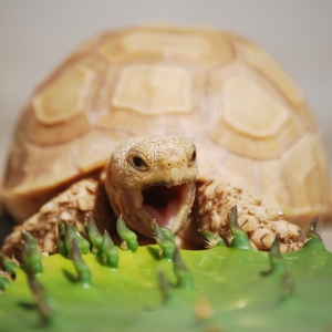 IT-2 Goofing around with the cactus...and yawning!