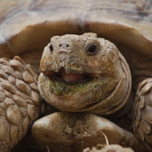 MONSTRO!  Yawning after a long day burrowing!  April 24, 2015