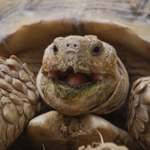 MONSTRO!  Yawning after a long day burrowing!  April 24, 2015