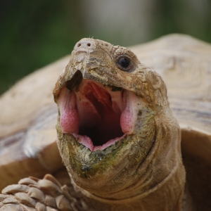 MONSTRO!  Yawning after a long day burrowing!  April 24, 2015