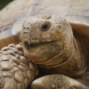 MONSTRO!  Yawning after a long day burrowing!  April 24, 2015