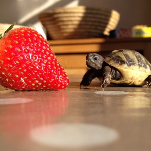 First strawberry