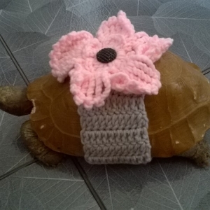 Tortoise Fashion. SuSu 1