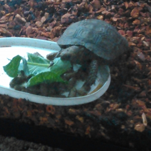 Squirt eating