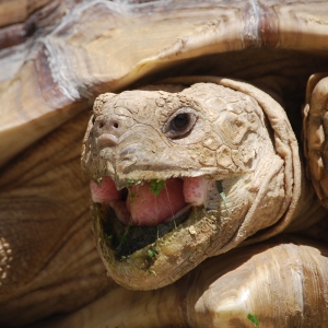 MONSTRO! Mid-morning yawn!   May 7, 2015