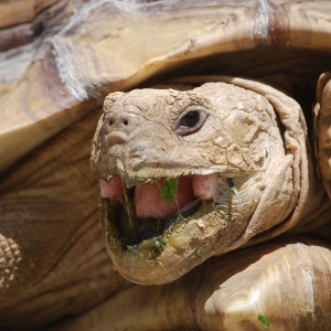 MONSTRO! Mid-morning yawn!   May 7, 2015