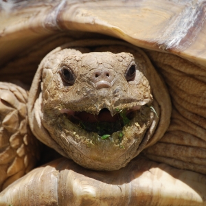 MONSTRO! Mid-morning yawn!   May 7, 2015