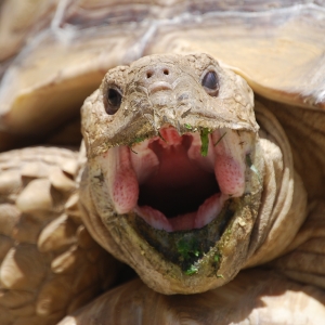 MONSTRO! Mid-morning yawn!   May 7, 2015