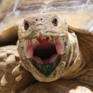 MONSTRO! Mid-morning yawn!   May 7, 2015