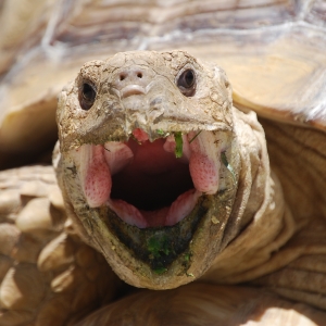 MONSTRO! Mid-morning yawn!   May 7, 2015