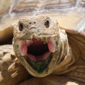 MONSTRO! Mid-morning yawn!   May 7, 2015