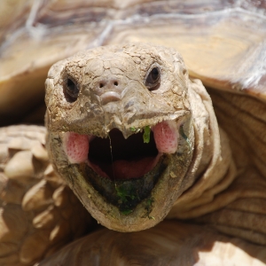 MONSTRO! Mid-morning yawn!   May 7, 2015