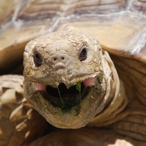 MONSTRO! Mid-morning yawn!   May 7, 2015