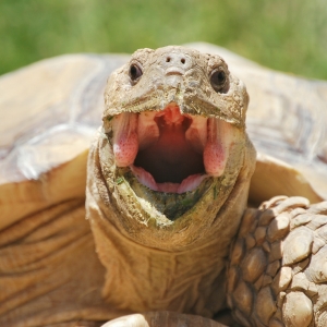 Another Magnificent yawn from MONSTRO!