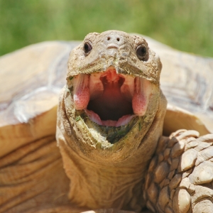 Another Magnificent yawn from MONSTRO!