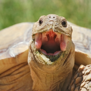 Another Magnificent yawn from MONSTRO!