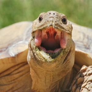 Another Magnificent yawn from MONSTRO!