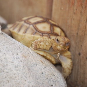 Stuck between a Rock and a Hard Place!