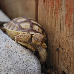 Stuck between a Rock and a Hard Place!