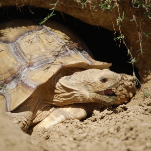 MONSTRO! Emerges From His Burrow!  May 12, 2015