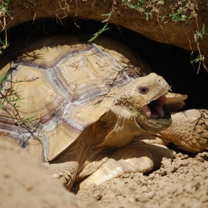 MONSTRO! Emerges From His Burrow!  May 12, 2015