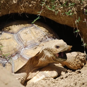 MONSTRO! Emerges From His Burrow!  May 12, 2015